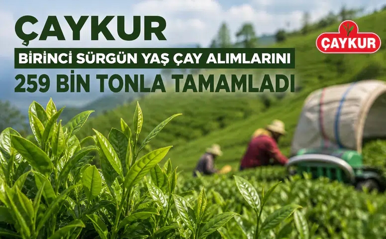 ÇAYKUR Birinci Sürgün Yaş Çay Alımlarını 259 Bin Tonla Tamamladı