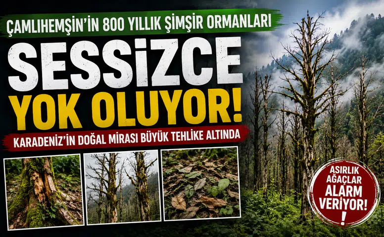 Çamlıhemşin'in Asırlık Şimşir Ormanları Yok Oluyor! Bilim İnsanlarından Acil Koruma Çağrısı
