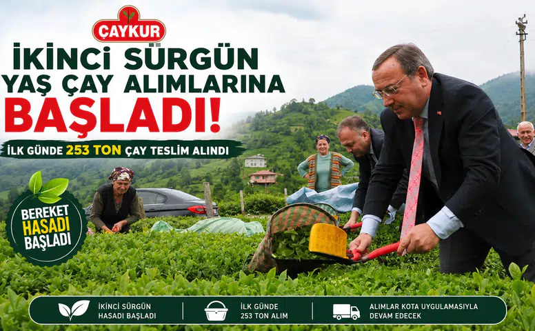 ÇAYKUR İkinci Sürgün Yaş Çay Alımlarına Başladı: İlk Günde 253 Ton Çay Teslim Alındı