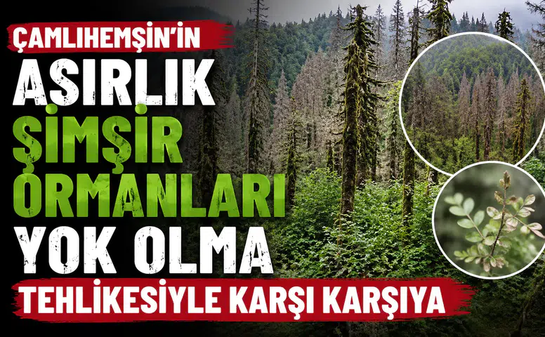Çamlıhemşin’in Asırlık Şimşir Ormanları Yok Olma Tehlikesiyle Karşı Karşıya