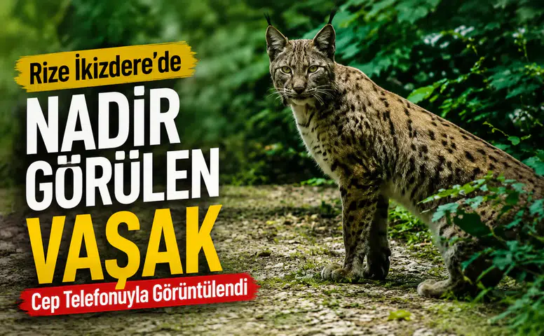 Rize İkizdere'de Nadir Görülen Vaşak Cep Telefonuyla Görüntülendi