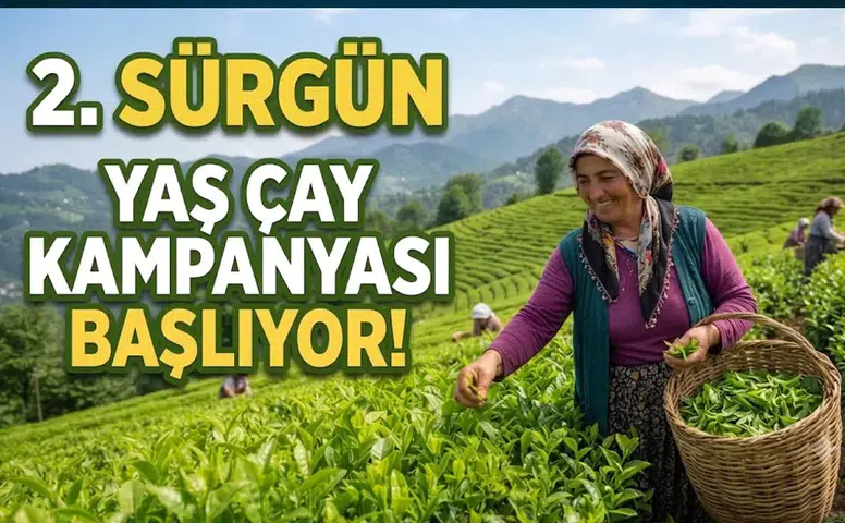 ÇAYKUR, 2026 İkinci Sürgün Çay Alımlarına 8 Temmuz'da Başlıyor!