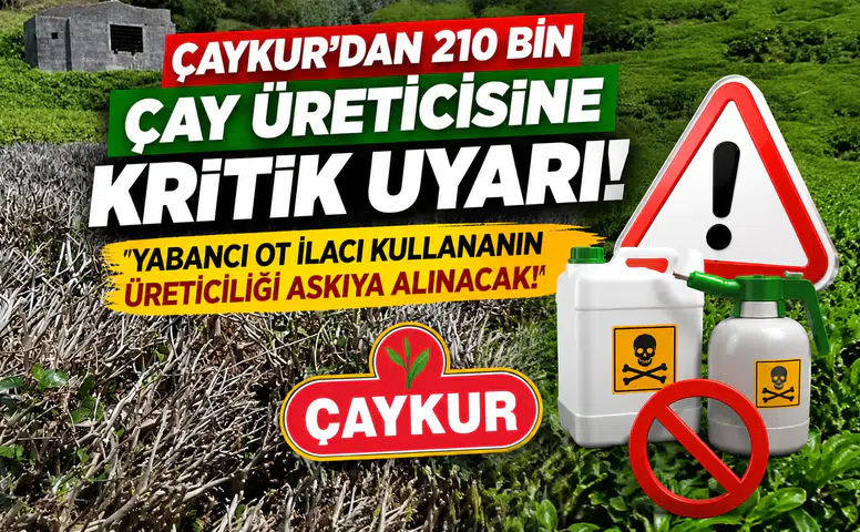 ÇAYKUR'dan 210 Bin Çay Üreticisine Kritik Uyarı: Yabancı Ot İlacı Kullananın Üreticiliği Askıya Alınacak