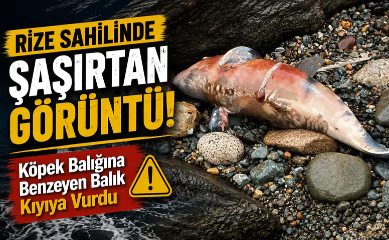 Rize Sahilinde Şaşırtan Görüntü! Köpek Balığına Benzeyen Balık Kıyıya Vurdu