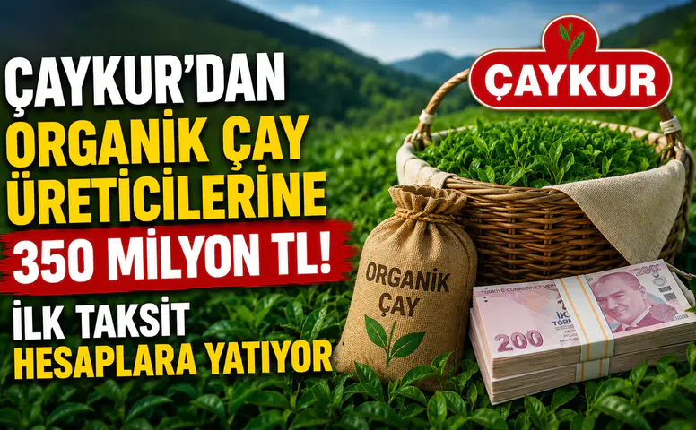ÇAYKUR’dan Organik Çay Üreticilerine 350 Milyon TL! İlk Taksit Hesaplara Yatıyor