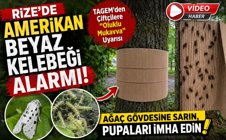 Rize'de Amerikan Beyaz Kelebeği Alarmı! TAGEM'den Çiftçilere "Oluklu Mukavva" Uyarısı
