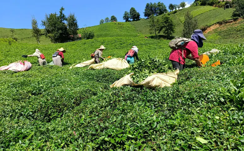 ÇAYKUR'dan Çay Üreticilerine Heyelan Ve Su Baskını Uyarısı!