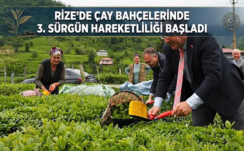 Rize’de Çay Bahçelerinde 3. Sürgün Hareketliliği Başladı