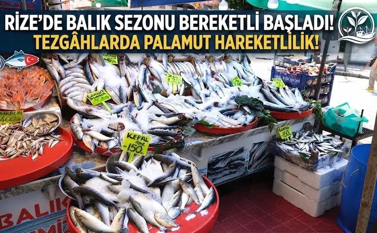Rize’de Balık Sezonu Bereketli Başladı: Tezgâhlarda Palamut Hareketliliği