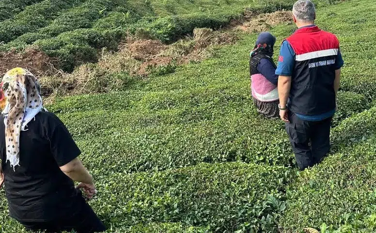 Rize’de Yoğun Yağış Sonrası Tarım Alanlarında Hasar Tespiti Başlatıldı