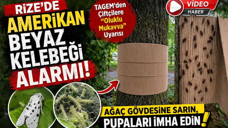 Rize'de Amerikan Beyaz Kelebeği Alarmı! TAGEM'den Çiftçilere "Oluklu Mukavva" Uyarısı
