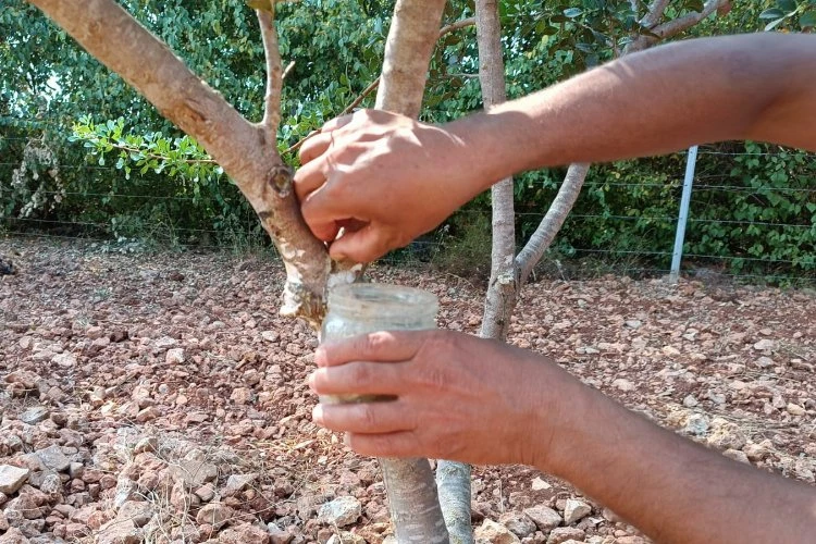 Muğla ilk sakızlarını verdi