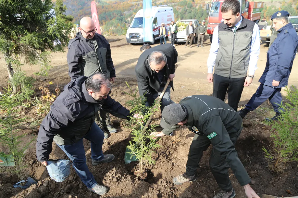 Şavşat Ormanlarında Önemli Bir Adım: 80 Bin Fidan Toprakla Buluştu