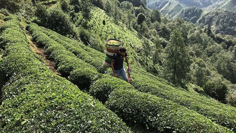 Çay üreticilerine 1 milyar 763 milyon liralık destek ödemesi yarın