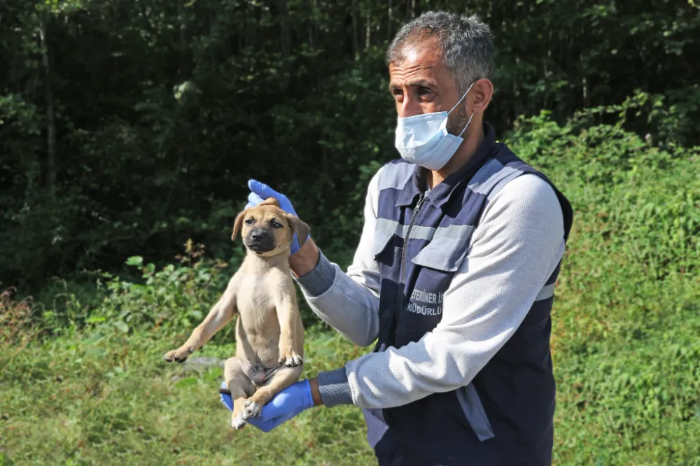 Rize Belediyesi Ekipleri, Yaralı Yavru Köpeğe Müdahale Etti