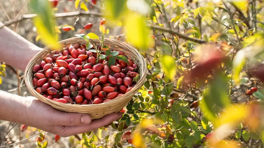 Erzurumluların C vitamini! Hem çayı hem reçeli yapılıyor