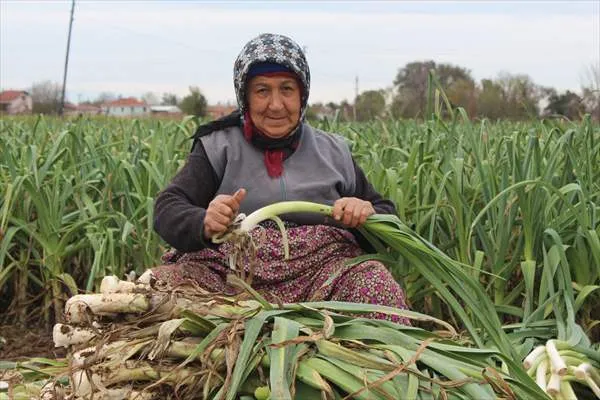 Bafra Ovası