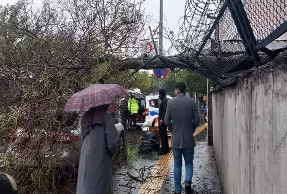 Ağaç, park halindeki otomobilin üzerine devrildi