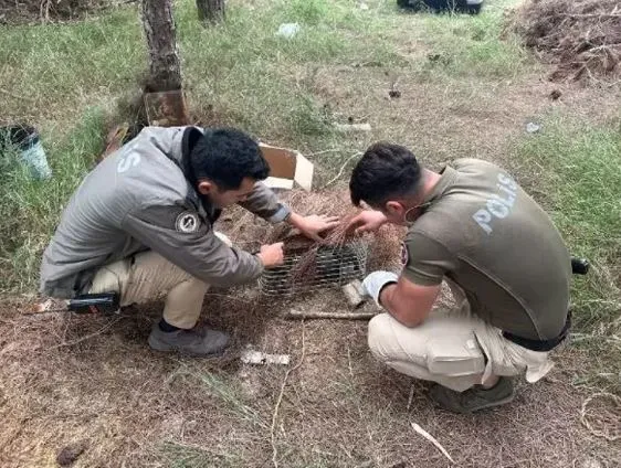 Avcılarına tuzağına yakalanan nesli tehlike altındaki kuş kurtarıldı