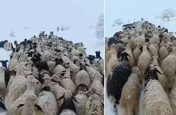 Çoban ve koyunları karda mahsur kaldı; yardıma sürü sahibi yetişti