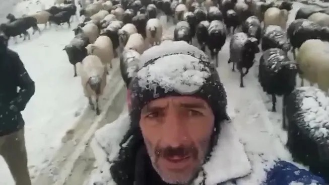 Ekonomi Yüzünden hayvanlarımızı Otlatmak Zorundayız