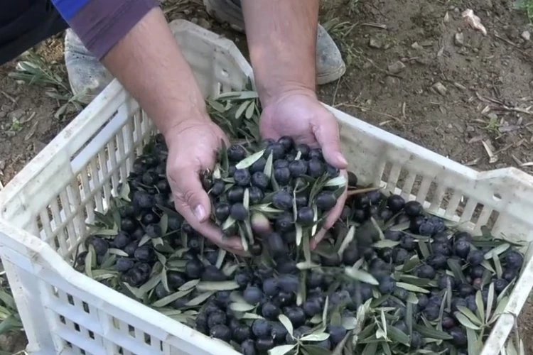 Trilye’nin kara incisi sofralarımıza nasıl geliyor? İşte zeytinin serüveni...