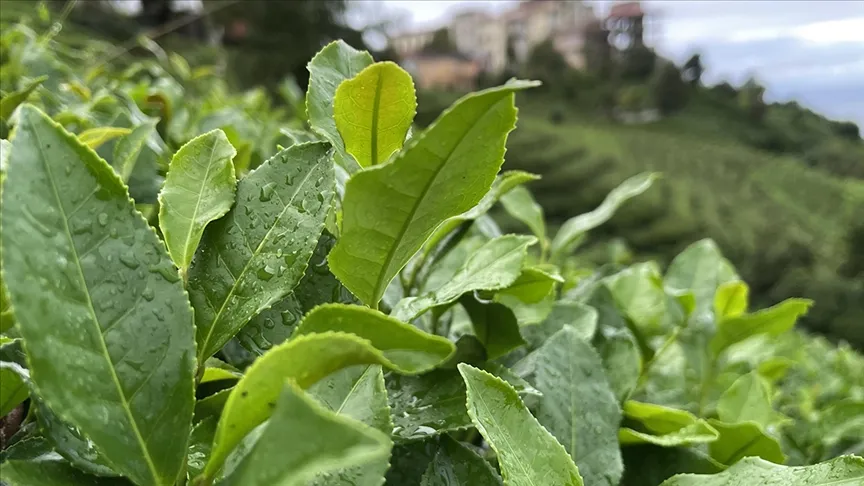 ÇAYKUR, 22 Bin Ton Yaş Çay Bedelini Ödeyecek