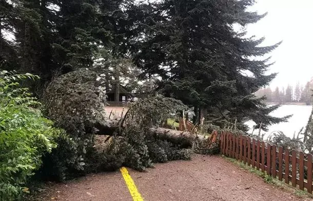 Devrilen ağaçlar nedeniyle ziyarete kapatılan Gölcük Tabiat Parkı açıldı