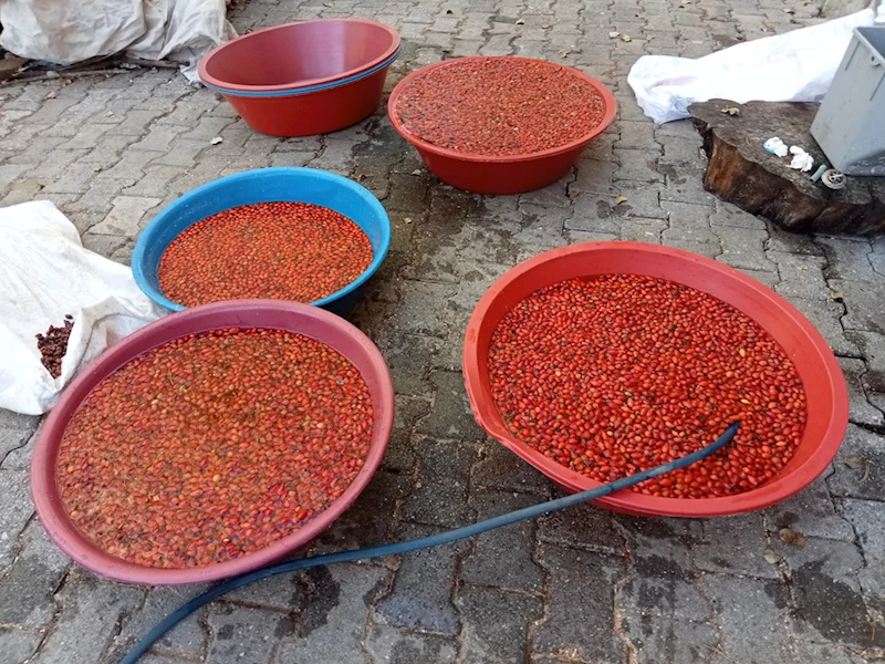 Tokatlı kadınlar kış hazırlığı için kuşburnu marmeladı yaptı