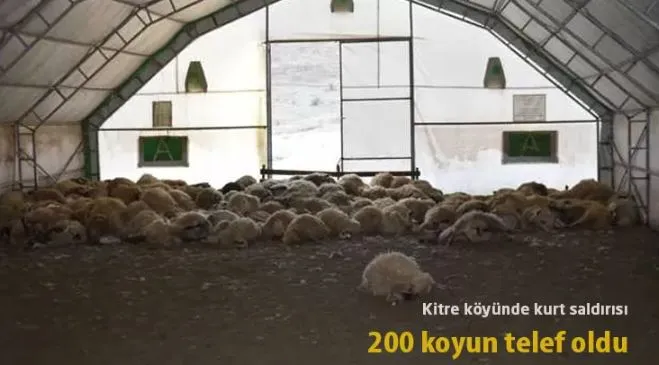 Bayburt Kitre Köyünde Kurt Saldırısı! 200 Koyun Telef Oldu!