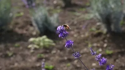 Beş yıldızlı otelin müdürü memleketindeki atıl arazilerde lavanta bahçesi kurdu