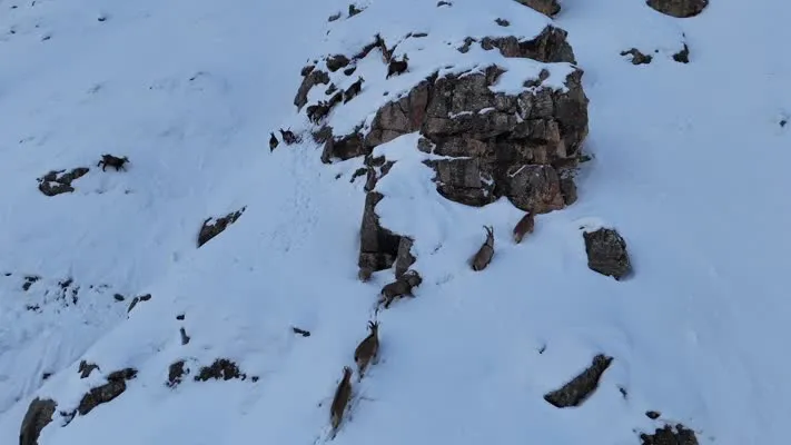  Sürüler halindeki çengel boynuzlu dağ ve yaban keçileri görüntülendi