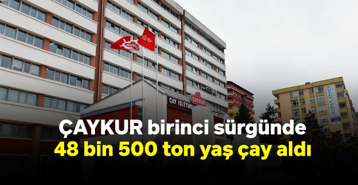 ÇAYKUR birinci sürgünde 48 bin 500 ton yaş çay aldı