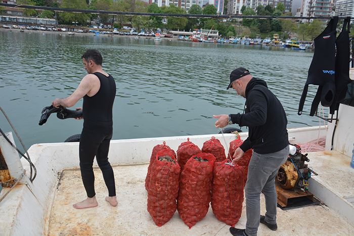 Balık avı yasağı döneminde salyangoza yönelen balıkçıların mesaisi başladı