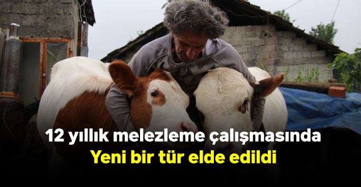 12 yıllık melezleme çalışmasında yeni bir tür elde edildi