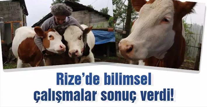 Rize