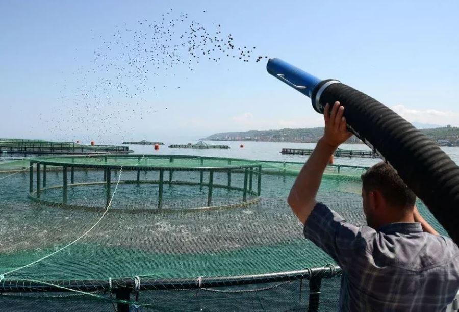 Somon İhracatında dudak uçuklatan artış!