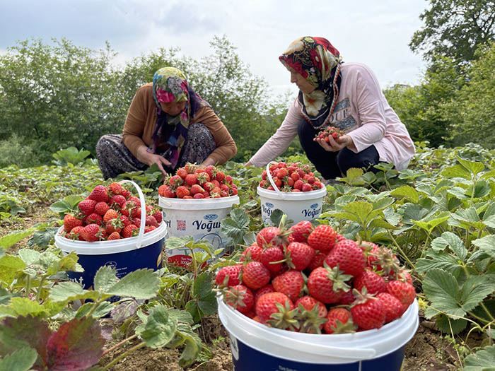 Karadeniz Ereğli