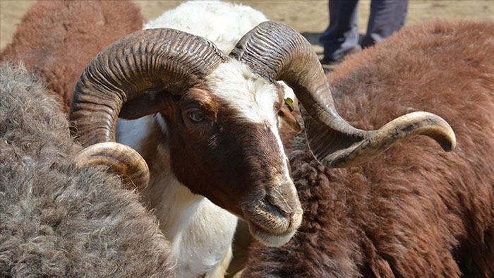 Kurbanlık fiyatları ne kadar? 2023 Küçükbaş ve büyükbaş kurbanlık fiyatları belli oldu