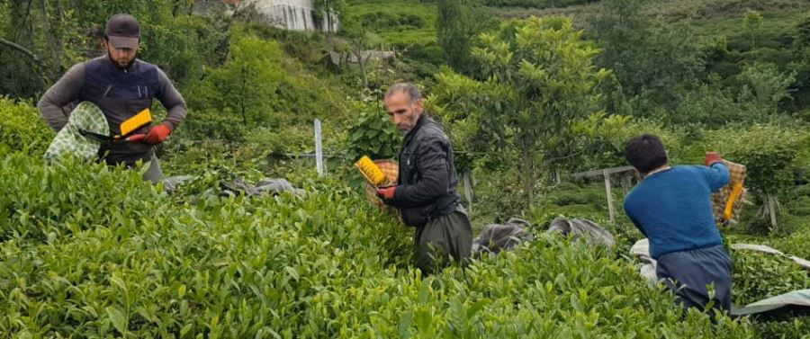 ÇAYKUR, Üreticilerin Hesaplarına 1 Milyar TL Değerinde Yaş Çay Ödemesini Aktardı