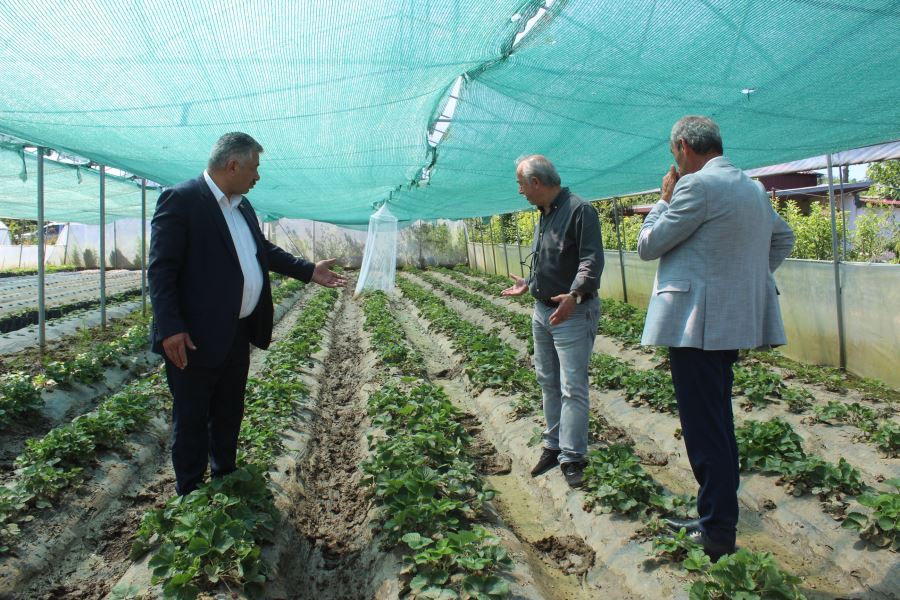 TZOB Yönetim Kurulu Üyesi Soydan, sağanaktan etkilenen tarım arazilerini inceledi