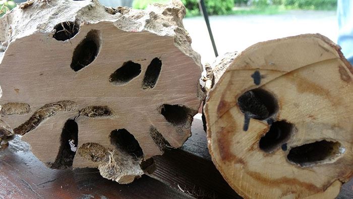 Karadeniz Bölgesi Drakula tehdidiyle mücadelede devam ediyor!