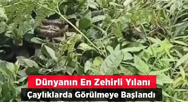 Dünyanın en zehirli yılanı çaylıklarda ortaya çıktı