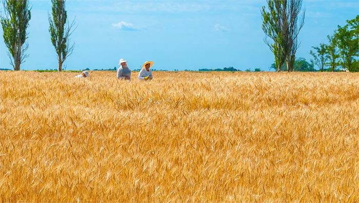 Buğday ve Arpa Alım Fiyatları Yerinde Durmuyor! 