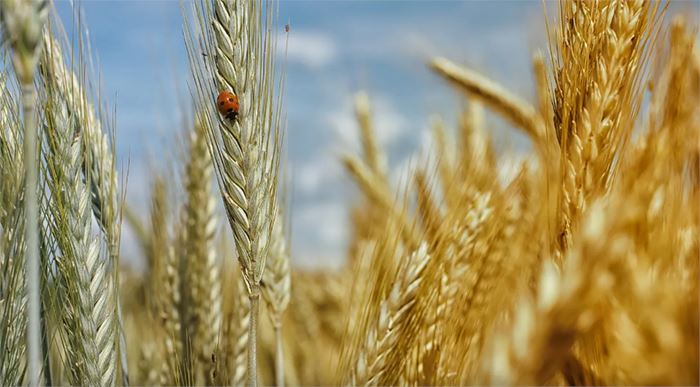 Buğday ve arpa alım fiyatlarında bayram öncesi fiyatlar değişti! 