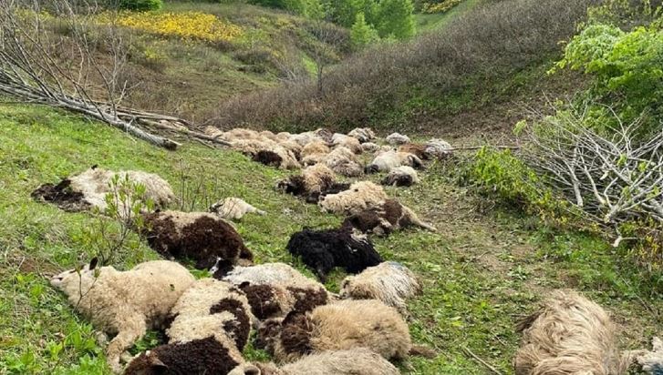 Ordu’da koyun sürülerine ayı saldırdı: 76 koyun telef oldu