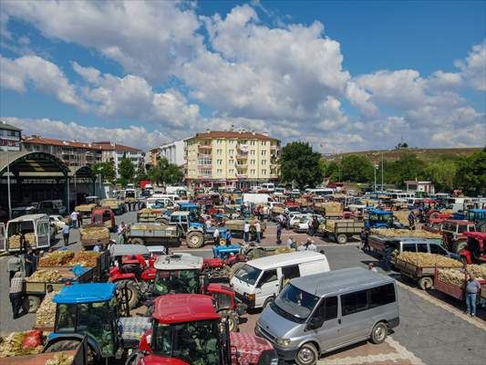 Coğrafi işaretli Taşköprü sarımsağı pazardaki yerini aldı