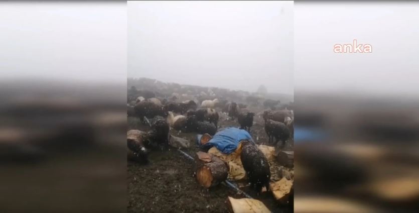 Batı Kavrulurken Bugün Artvin Dağlarına Kar Yağdı