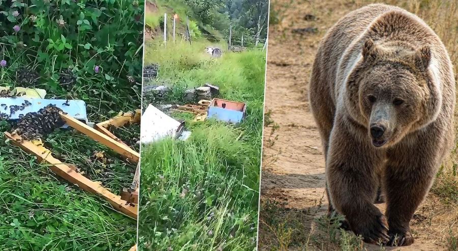 Trabzon’da Arı Kovanları Ayıların Hedefi Oldu!