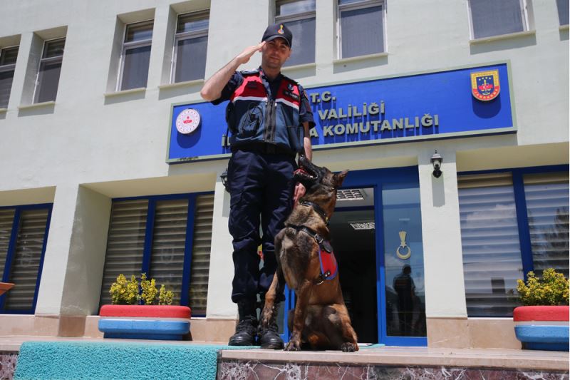 İz takipte jandarmanın en büyük yardımcısı hassas burun 